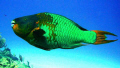   Cozumel  